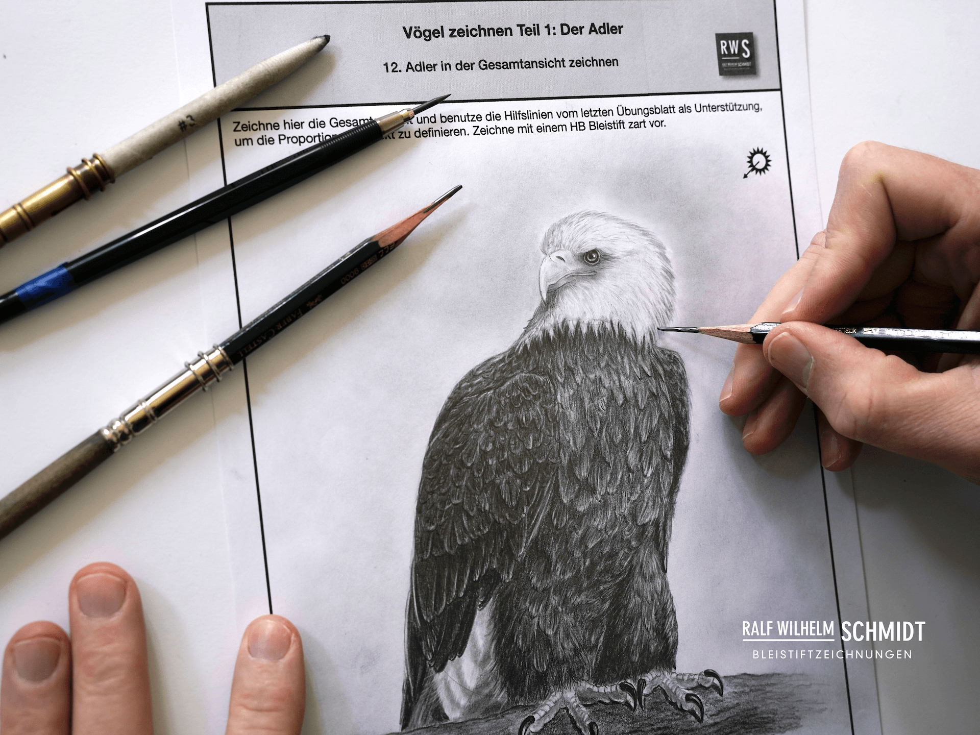 Weißkopfseeadler zeichnen