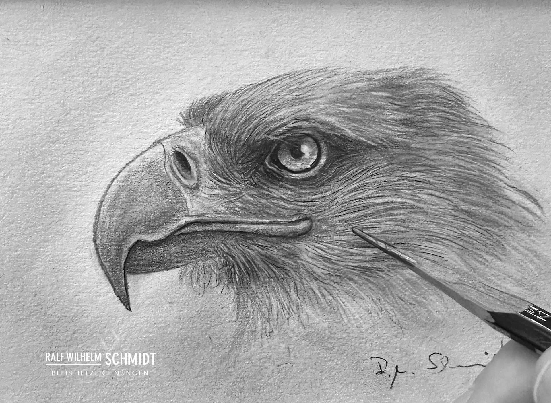 Vögel zeichnen, Adler