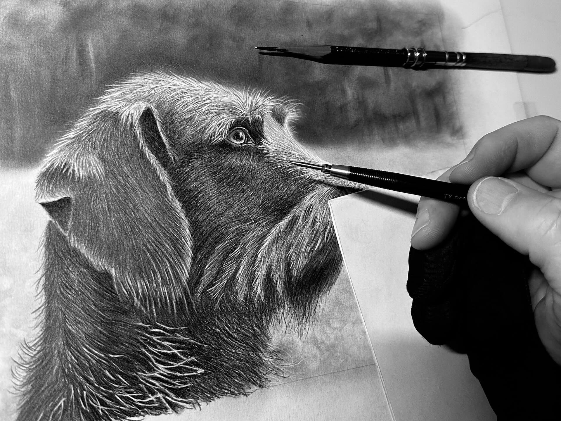 Hunde Porträt zeichnen