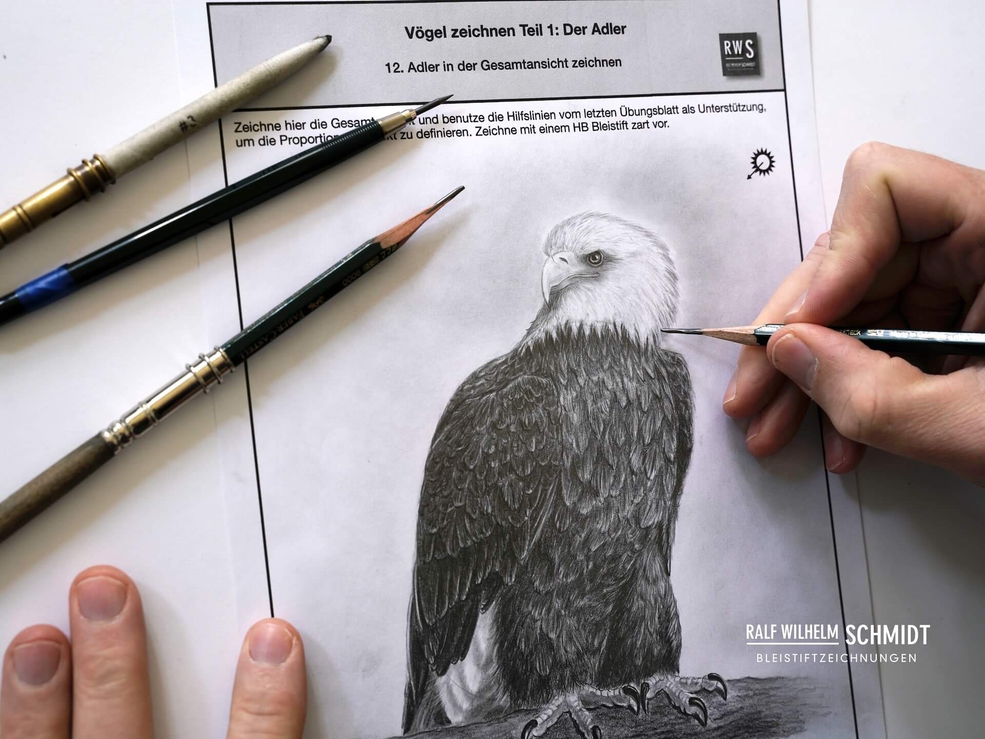 Adler zeichnen Bleistiftzeichnung