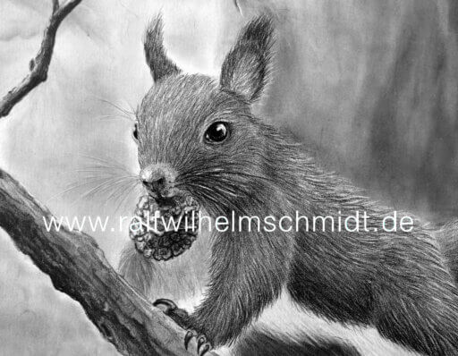 Eichhörnchen Zeichnung