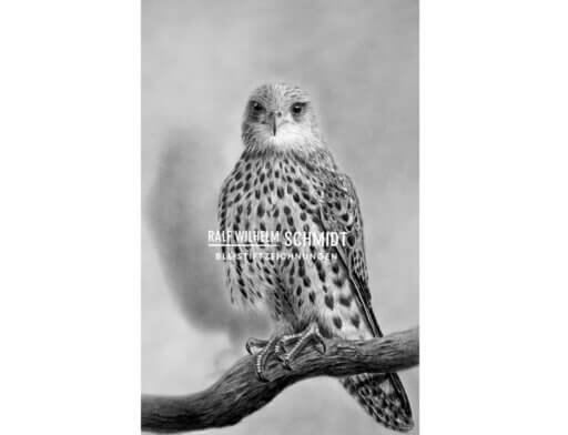 Turmfalke Zeichnung