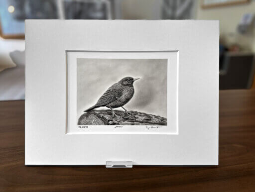 Amsel