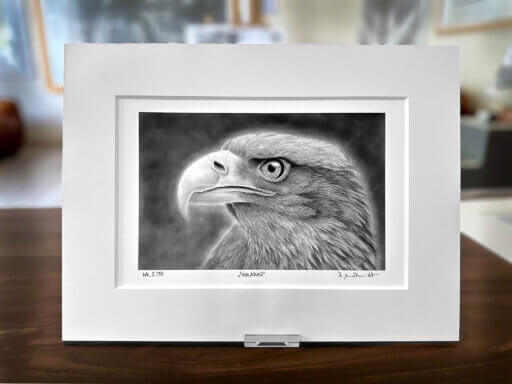 Seeadler Zeichnung