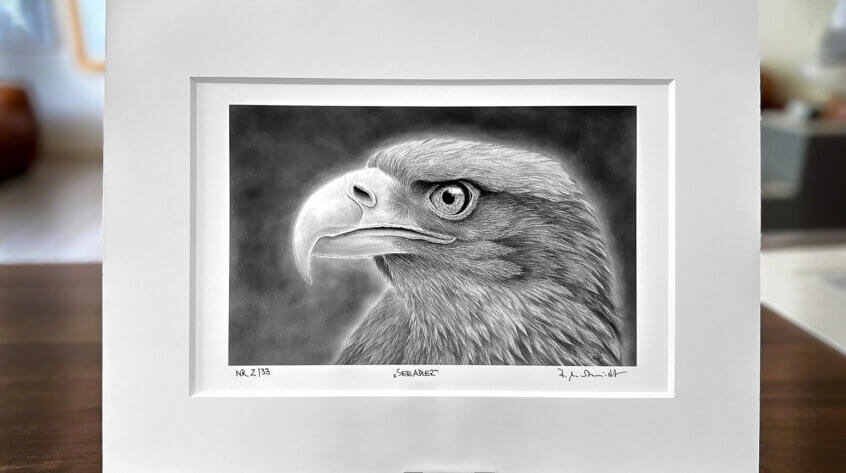 Seeadler Zeichnung