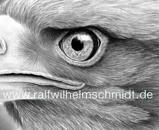 Seeadler Zeichnung