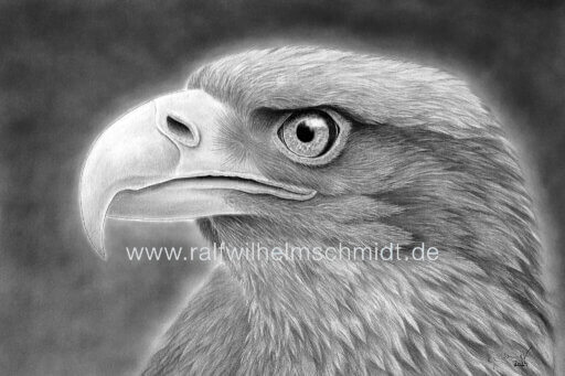 Seeadler Zeichnung