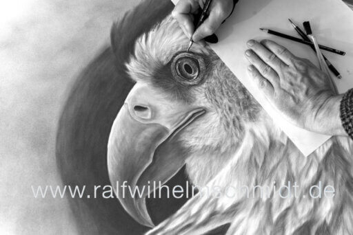 Zeichnung Weißkopfseeadler von Ralf Wilhelm Schmidt