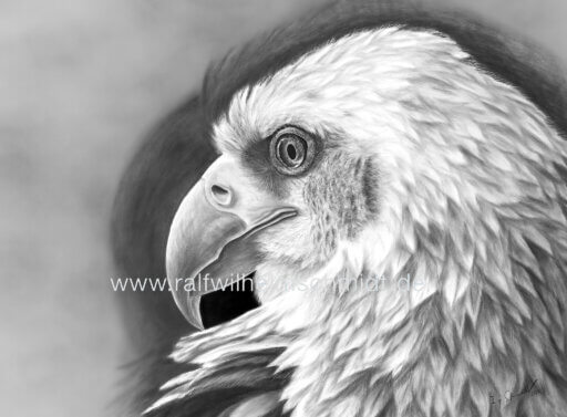 Weißkopfseeadler Zeichnung von Ralf Wilhelm Schmidt