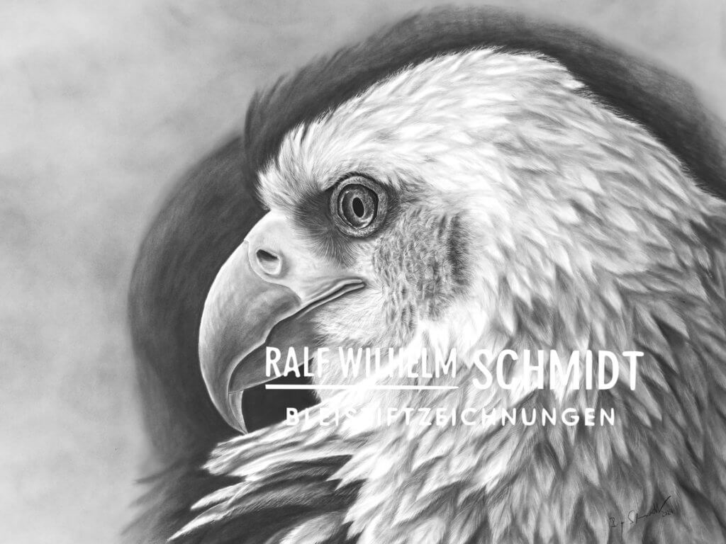 Weißkopfseeadler Zeichnung