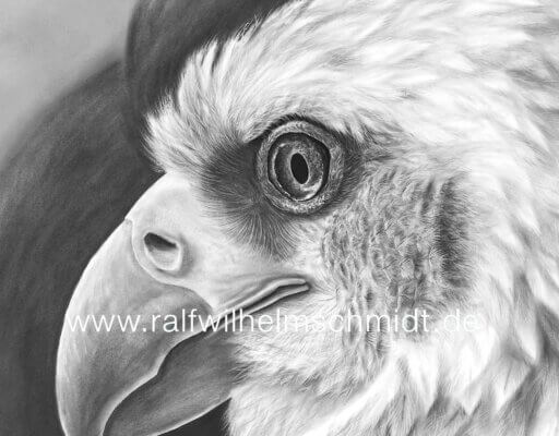 Weißkopfseeadler Zeichnung