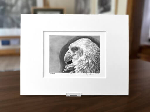 Weißkopfseeadler Zeichnung Fine Art Print