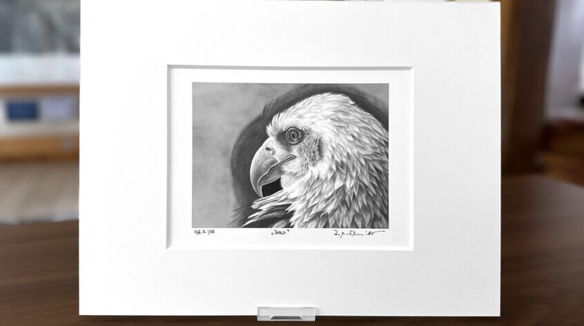 Weißkopfseeadler Zeichnung Fine Art Print