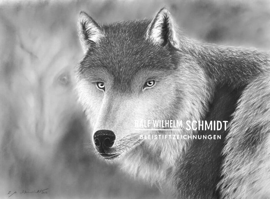 Wolf Zeichnung