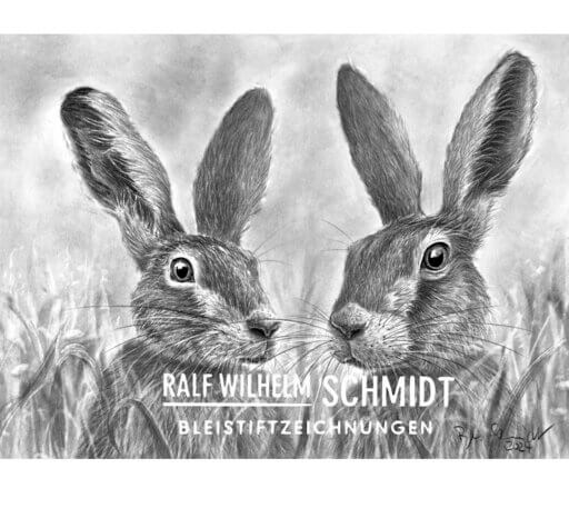 Hasen Zeichnung