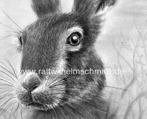 Hase Zeichnung