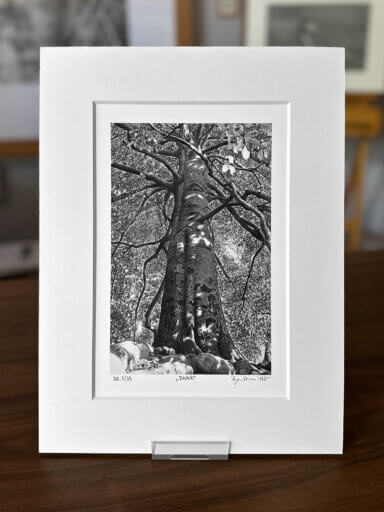 Baum, Buche Kunstdruck