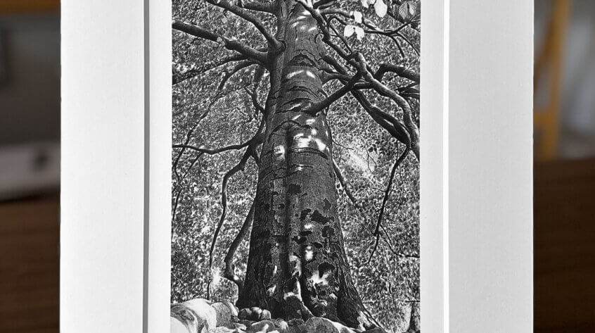 Baum, Buche Kunstdruck