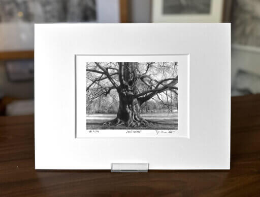 Zeichnung Baum, Buche