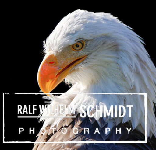 Adler Wandbild