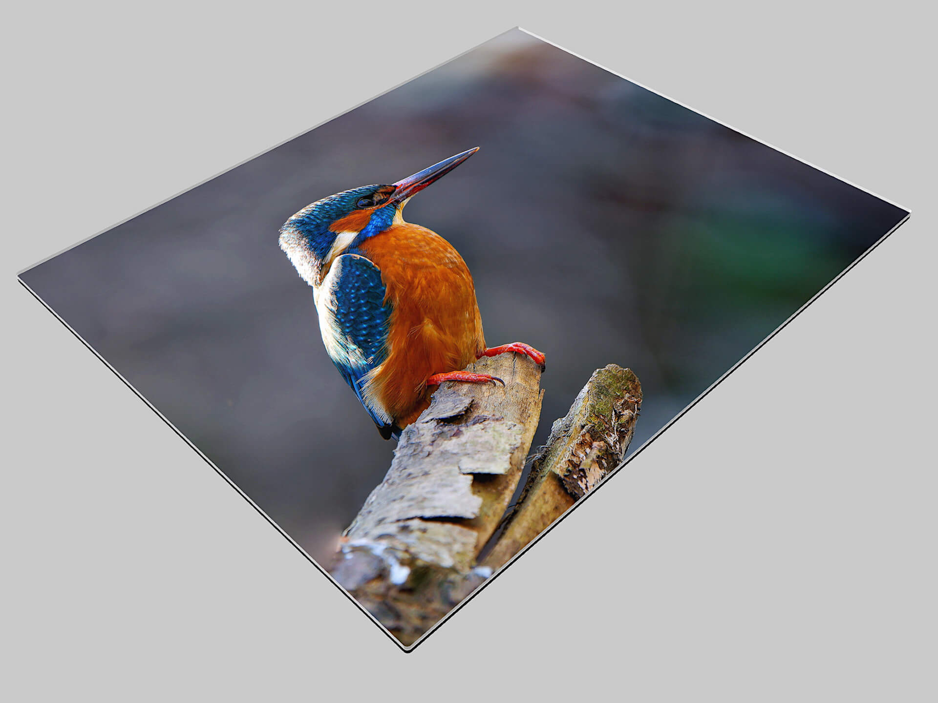 Eisvogel Foto