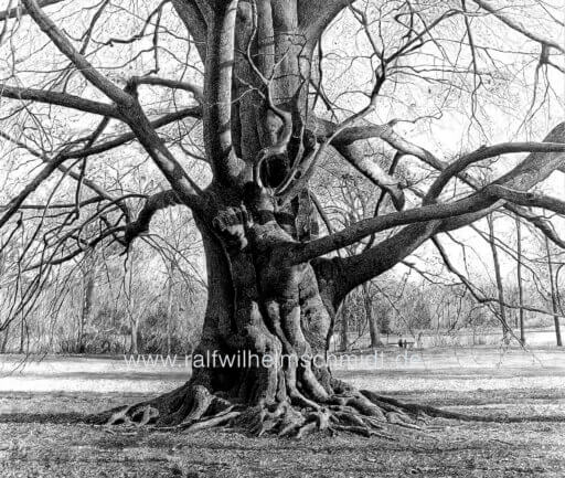 Naturzeichnung Baum