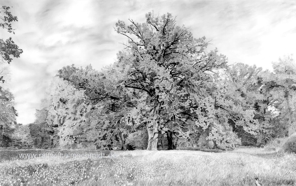 Naturzeichnung Baum mit Wiese_Ralf Wilhelm Schmidt